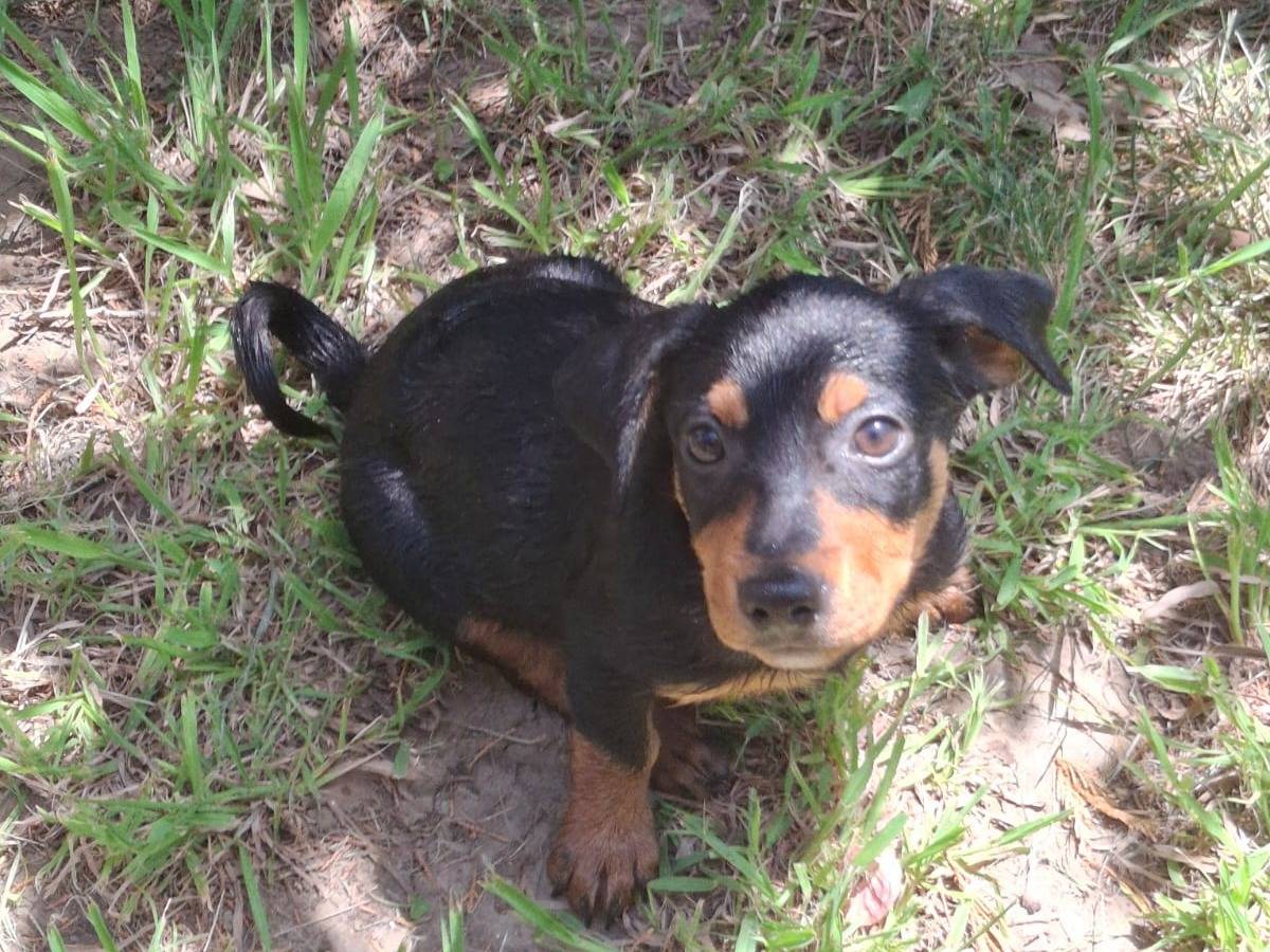 Adotta il cane Miky a Crotone