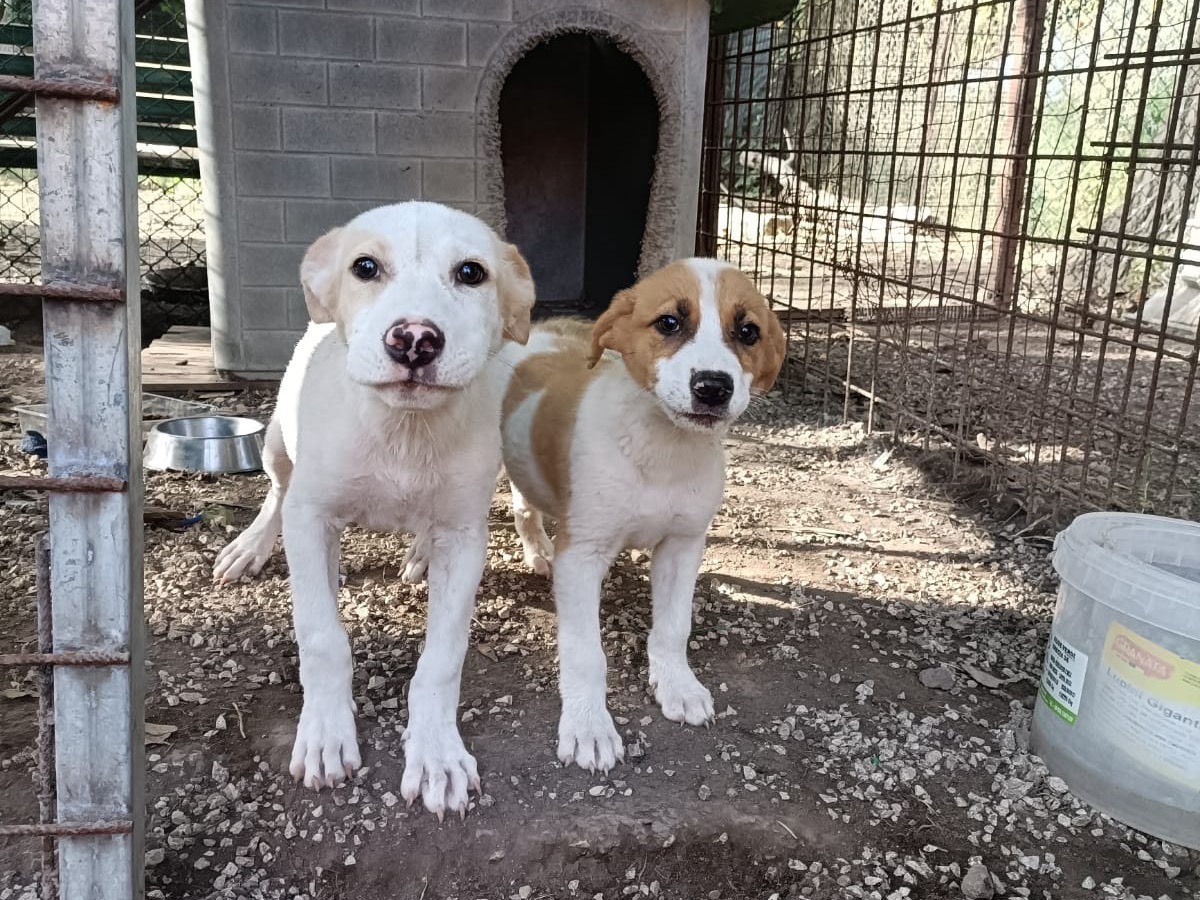 Adozione cane, maschio, Razza sconosciuta Razza sconosciuta, 2 mesi, taglia piccola, Napoli