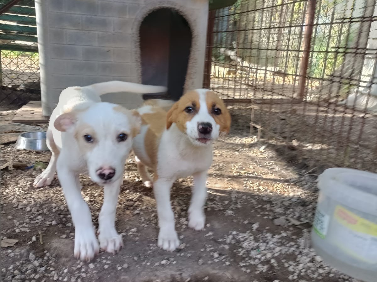 Adotta un cane, maschio, 2 mesi, Napoli