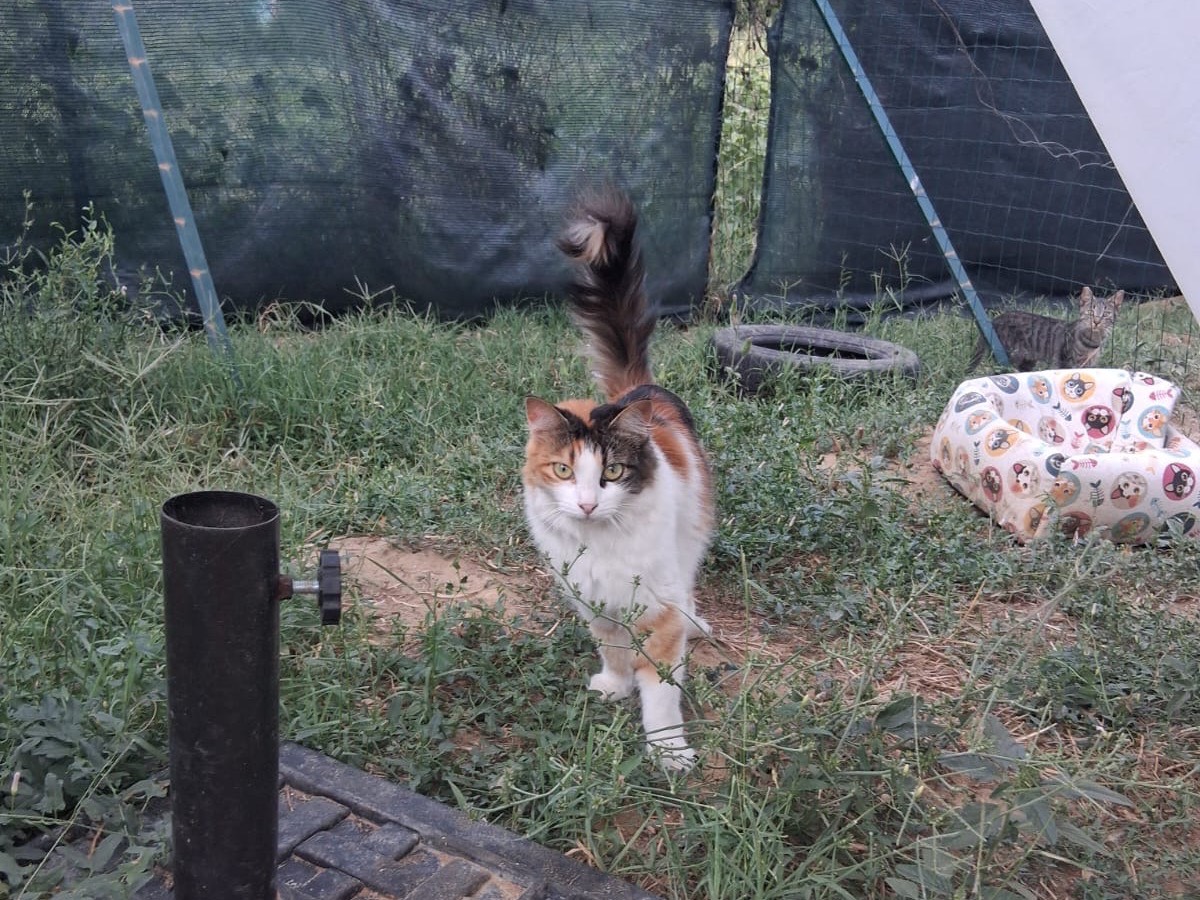 Adozione gatto, femmina, Razza sconosciuta Razza sconosciuta, 3 anni e 1 mese, taglia non valida, Roma