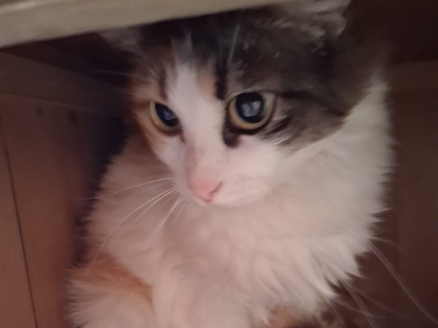 Adotta un gatto, taglia non valida, femmina, Roma