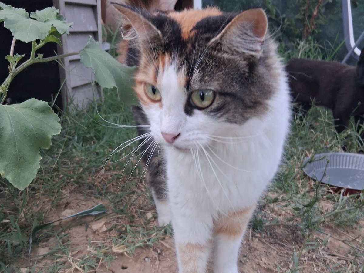Adotta un gatto, femmina, 3 anni e 1 mese, Roma