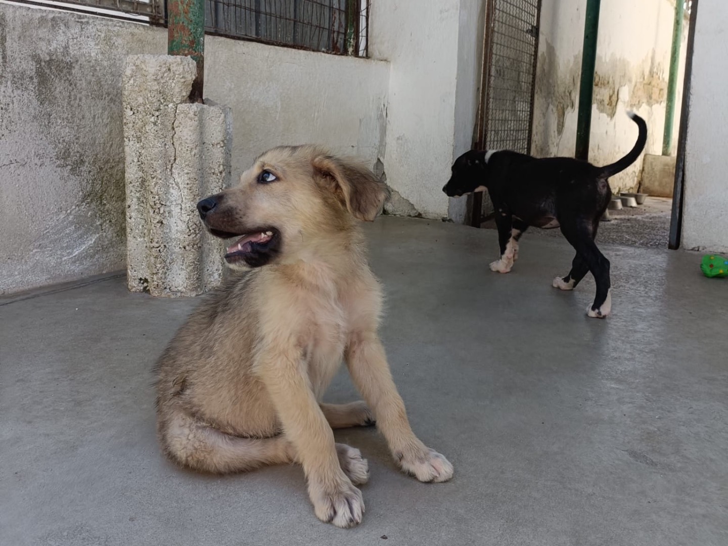 Adozione cane, femmina, Razza sconosciuta Razza sconosciuta, 2 mesi, taglia piccola, Napoli