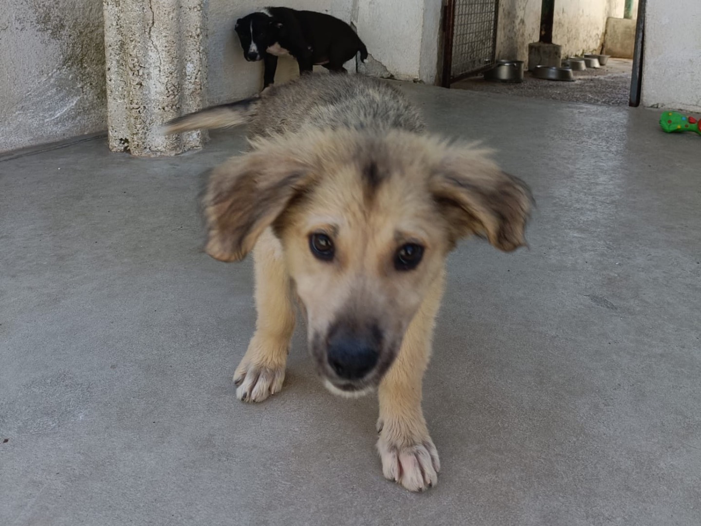 Adozione cane, maschio, Razza sconosciuta Razza sconosciuta, 2 mesi, taglia piccola, Napoli