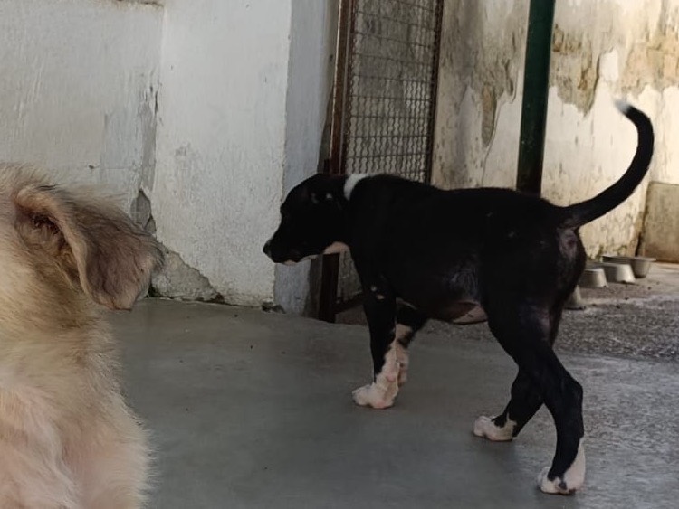 Adozione cane, maschio, Razza sconosciuta Razza sconosciuta, 2 mesi, taglia piccola, Napoli
