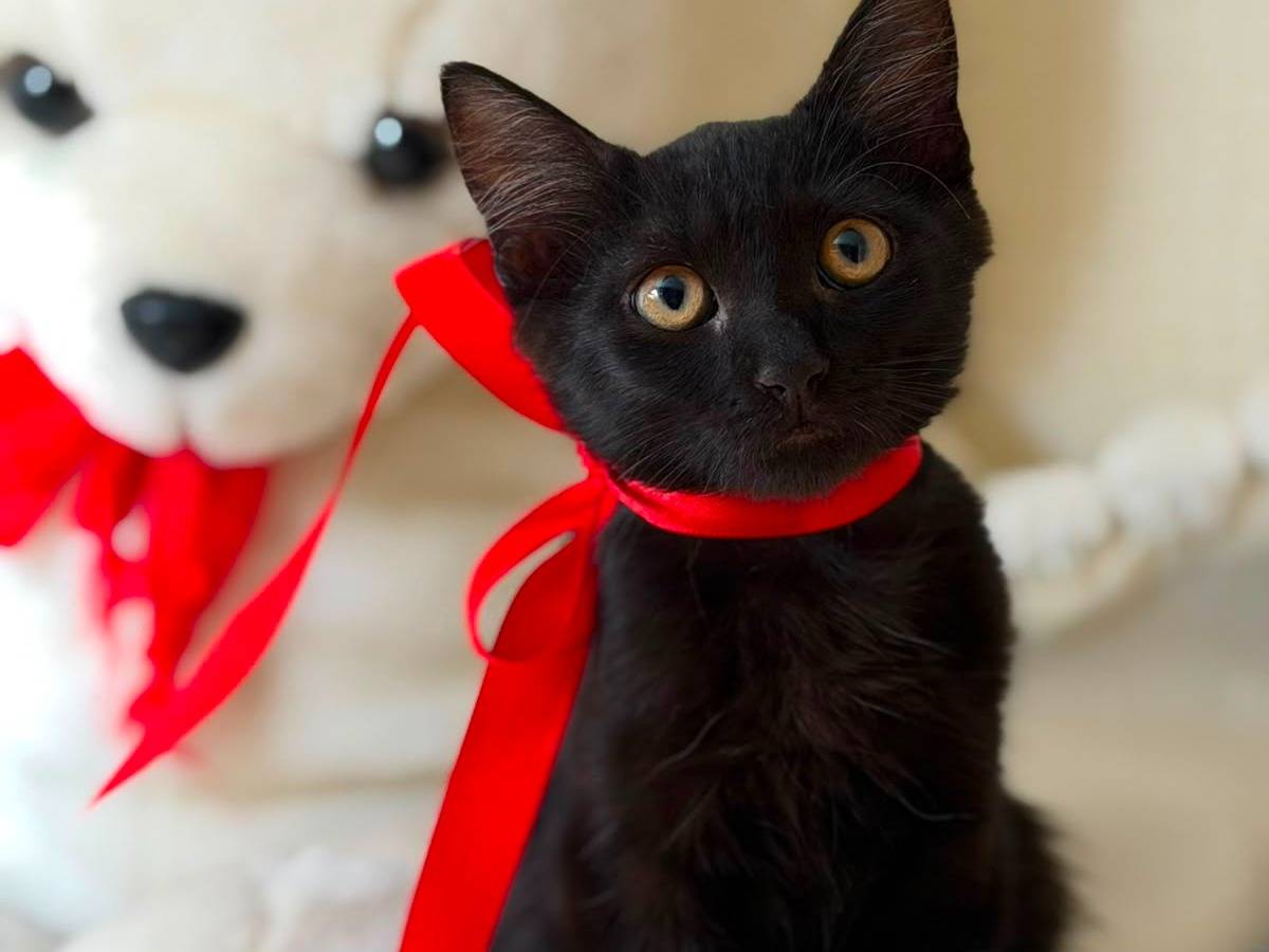 Adozione gatto, maschio, Razza sconosciuta Razza sconosciuta, 2 mesi, taglia non valida, Latina