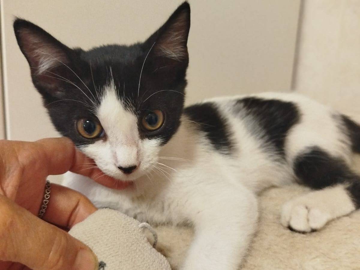 Adozione gatto, femmina, Razza sconosciuta Razza sconosciuta, 1 mese, taglia non valida, Verona