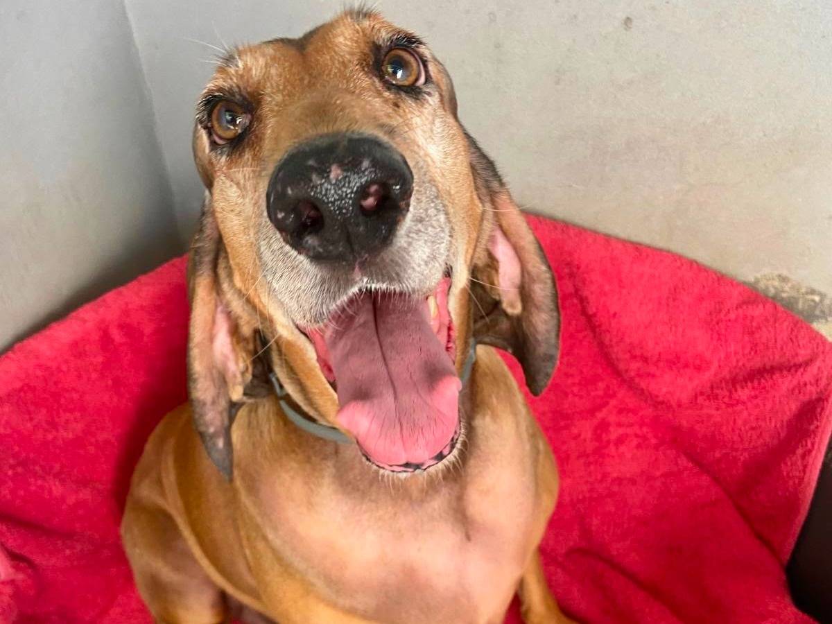 Adozione cane, maschio, Segugio Razza sconosciuta, 6 anni, taglia grande, Cremona