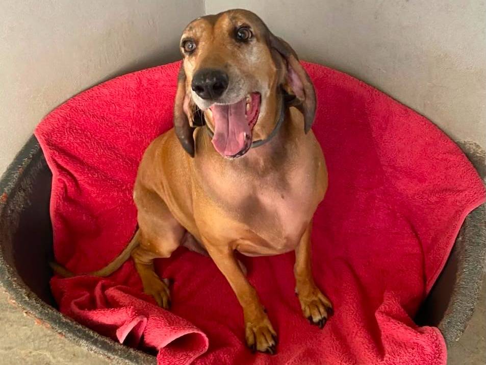 Adotta un cane, maschio, 6 anni, Cremona