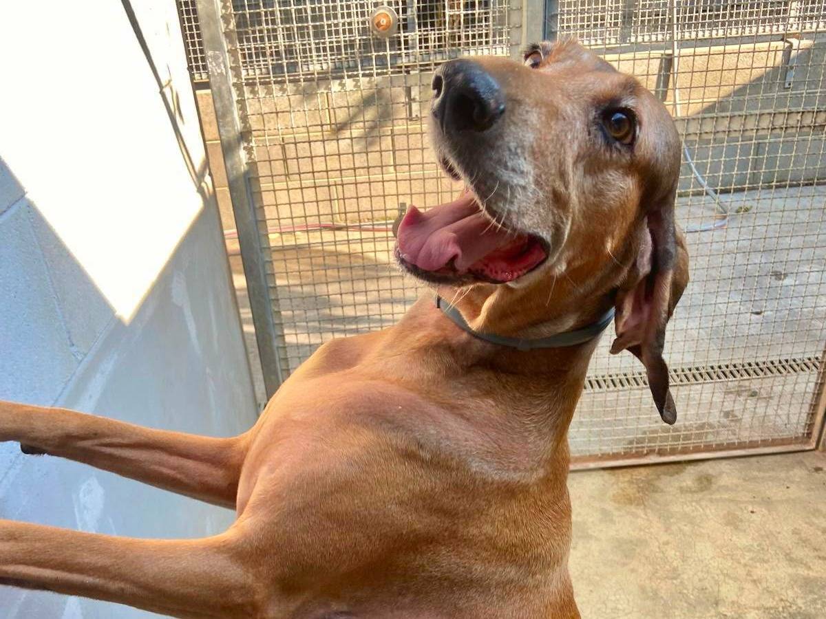 Vuoi adottare un cane a Cremona?