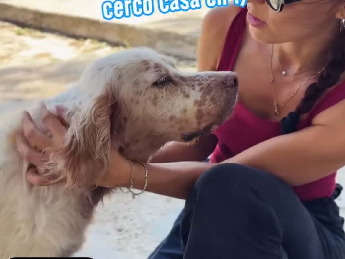 Adozione cane, maschio, Setter Inglese Razza sconosciuta, 7 anni e 7 mesi, taglia media, Caserta