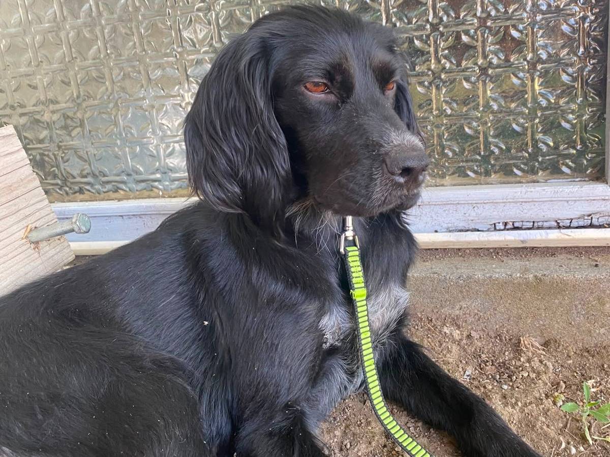 Adozione cane, femmina, Spaniel Razza sconosciuta, 1 anno e 8 mesi, taglia piccola, Viterbo