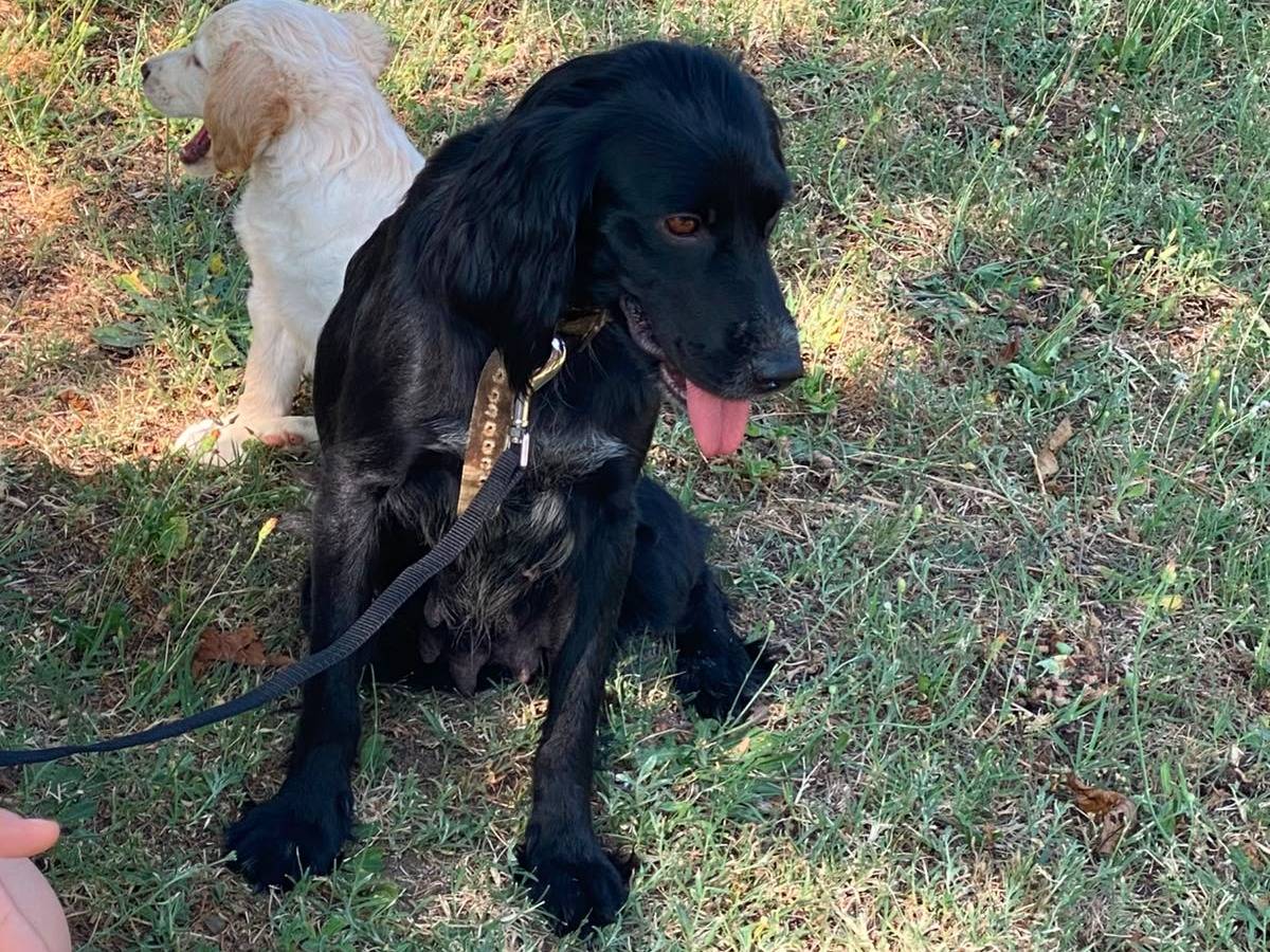 Adotta un cane, femmina, 1 anno e 8 mesi, Viterbo
