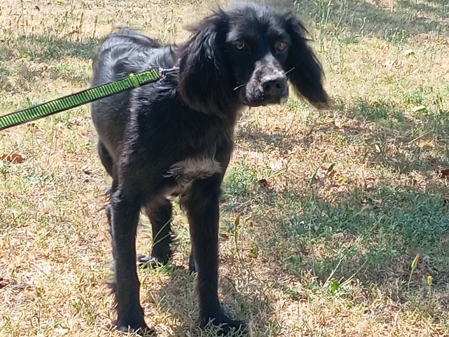 Vuoi adottare un cane a Viterbo?