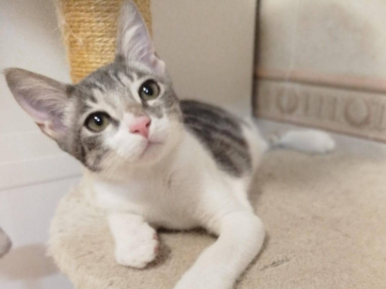 Adozione gatto, maschio, Razza sconosciuta Razza sconosciuta, 1 mese, taglia non valida, Verona