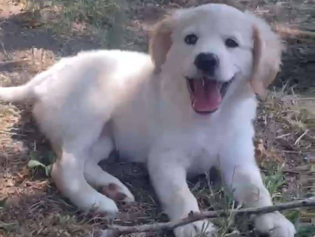 Adozione cane, femmina, Razza sconosciuta Razza sconosciuta, 2 mesi, taglia media contenuta, Viterbo