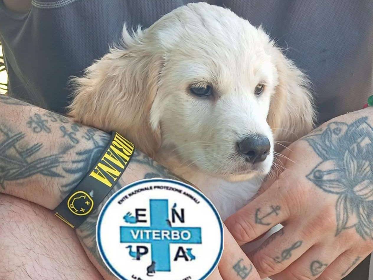 Adotta un cane, femmina, 2 mesi, Viterbo