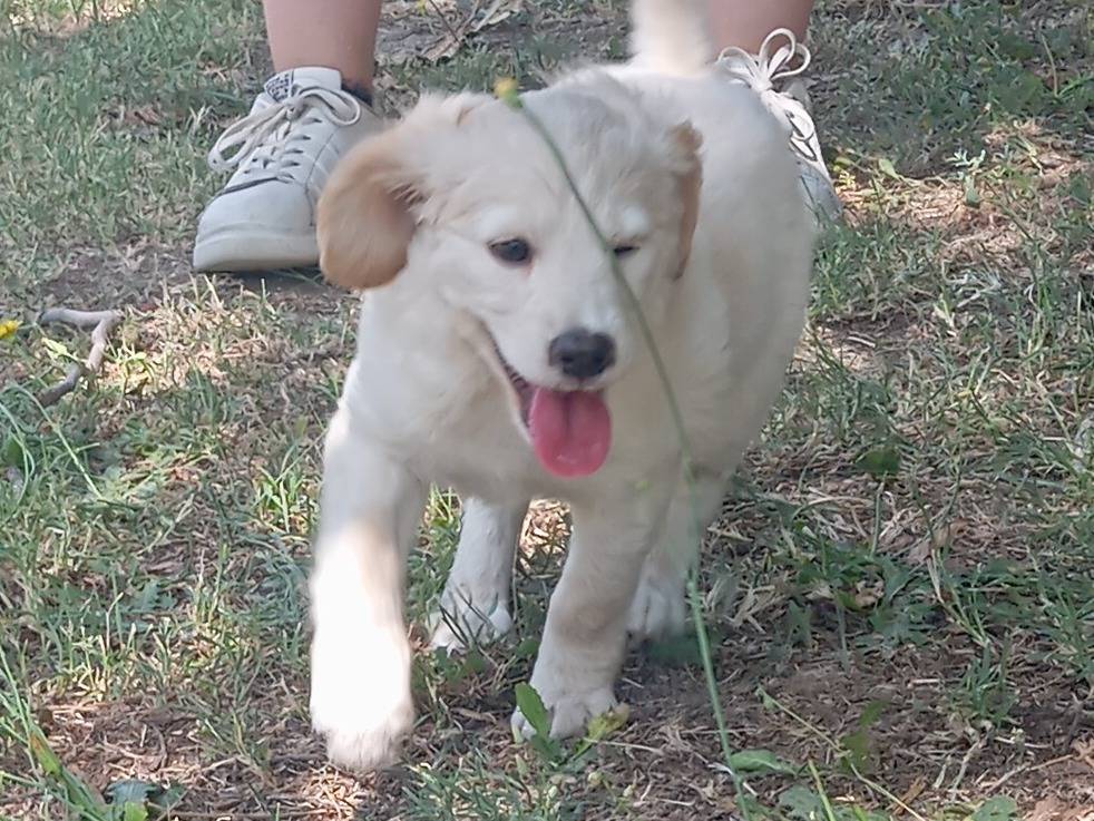 Adotta un cane, taglia media contenuta, femmina, Viterbo