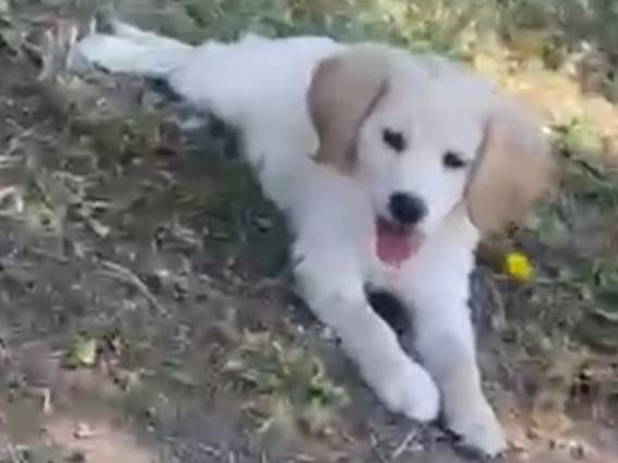 Vuoi adottare un cane a Viterbo?