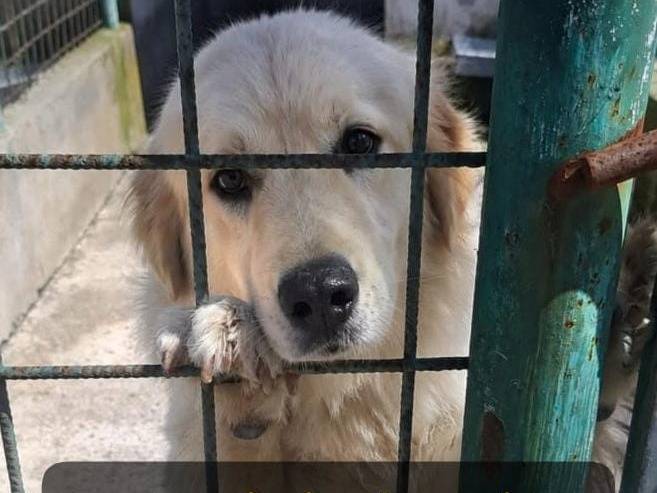Adozione cane, maschio, Razza sconosciuta Razza sconosciuta, 2 anni e 1 mese, taglia grande, Asti