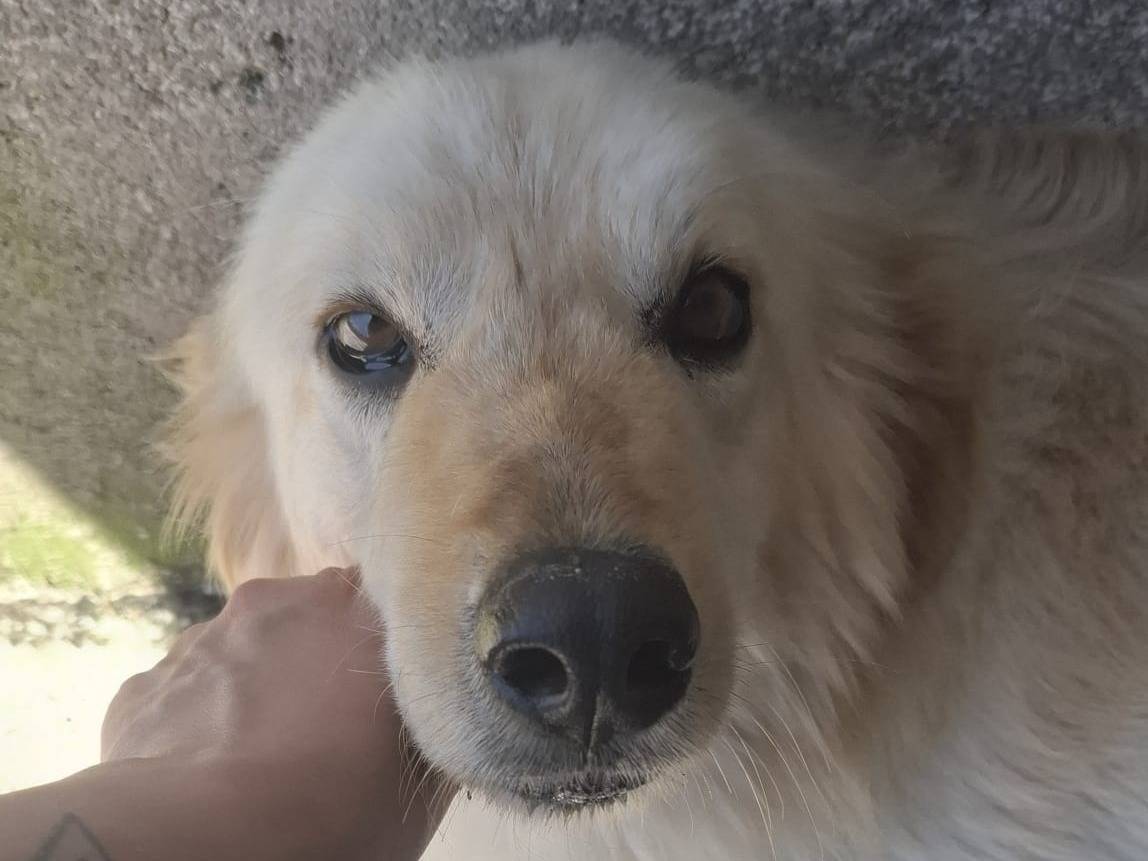 Adotta un cane, taglia grande, maschio, Asti