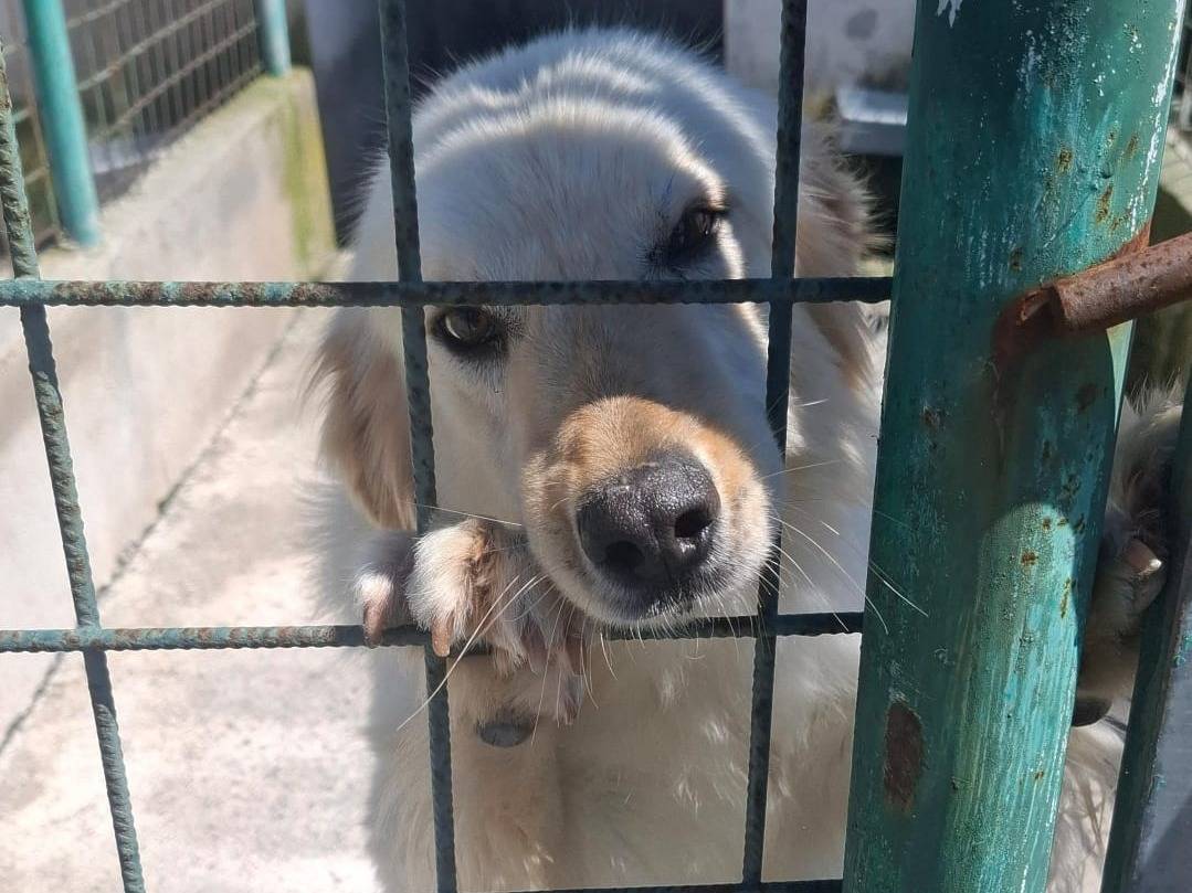 Vuoi adottare un cane a Asti?