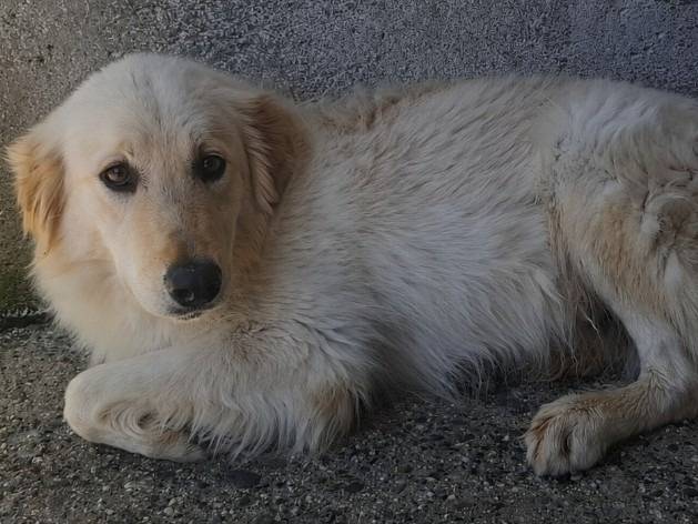 Adotta il cane Mango a Asti