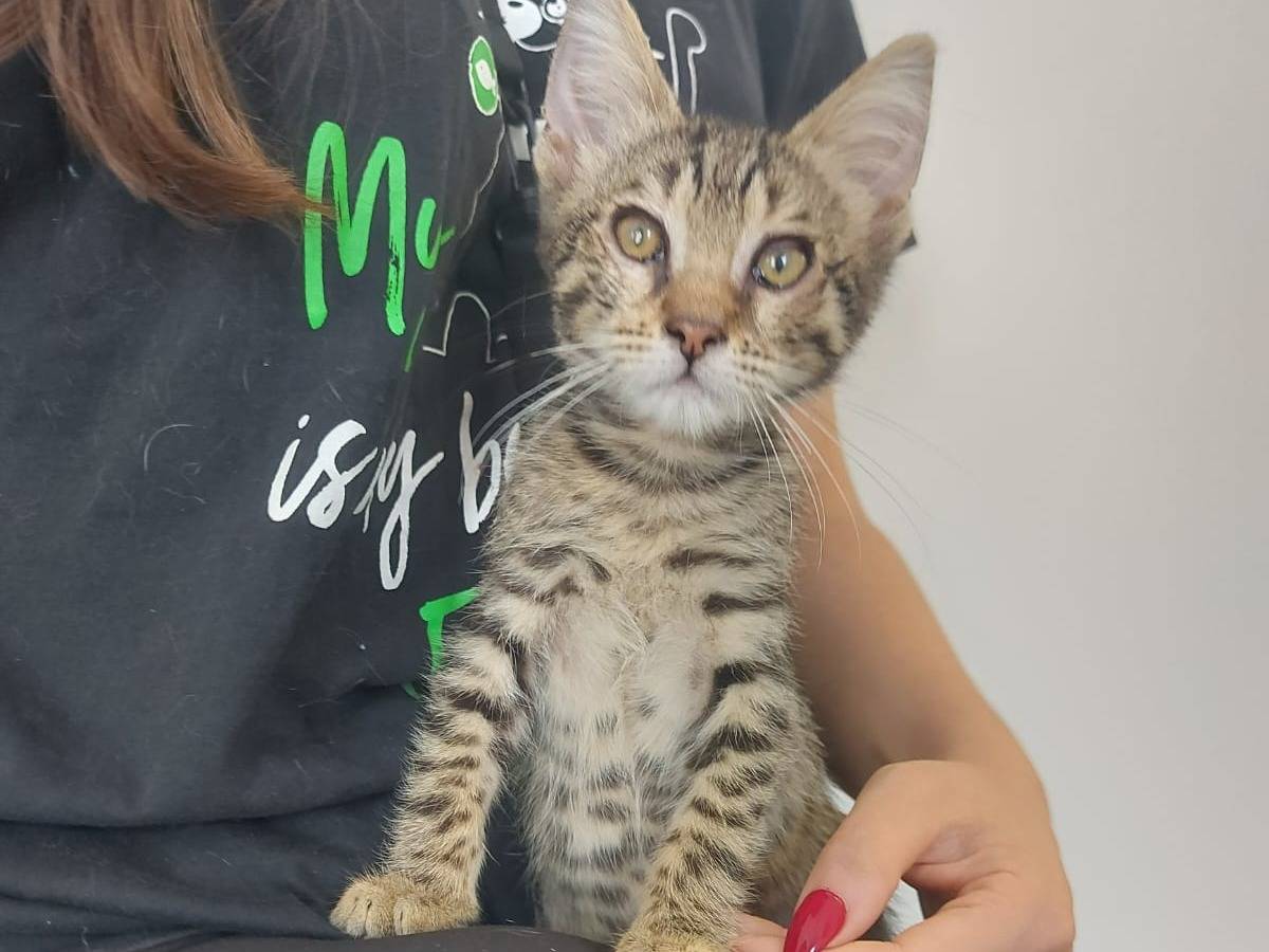 Adozione gatto, maschio, Razza sconosciuta Razza sconosciuta, 2 mesi, taglia non valida, Roma
