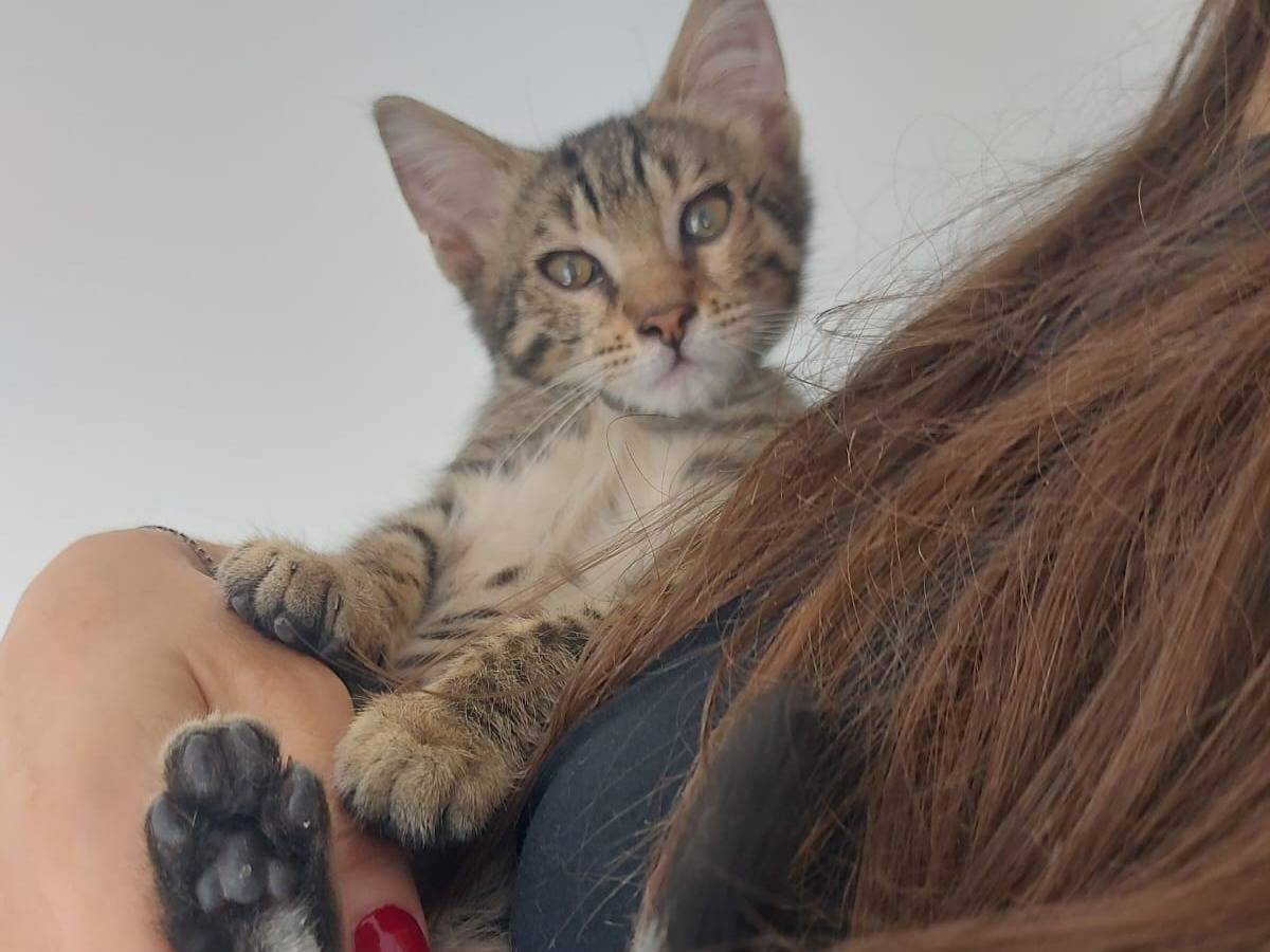 Adotta un gatto, maschio, 2 mesi, Roma