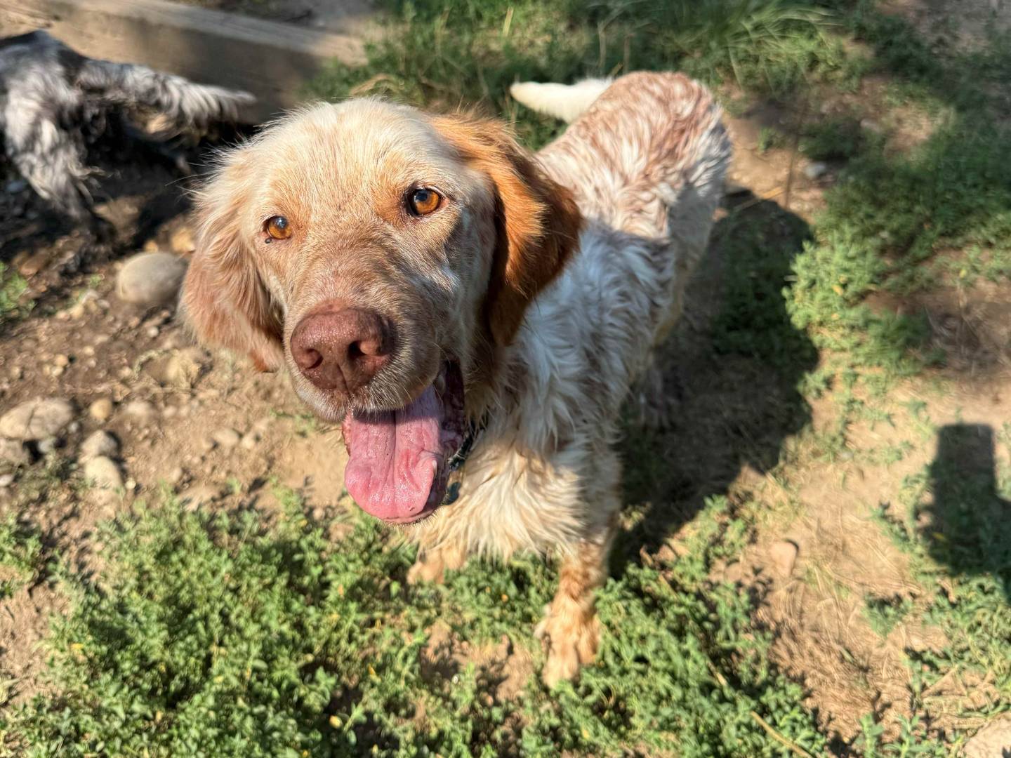 Adozione cane, maschio, Setter Inglese Razza sconosciuta, 8 anni e 2 mesi, taglia media, Milano