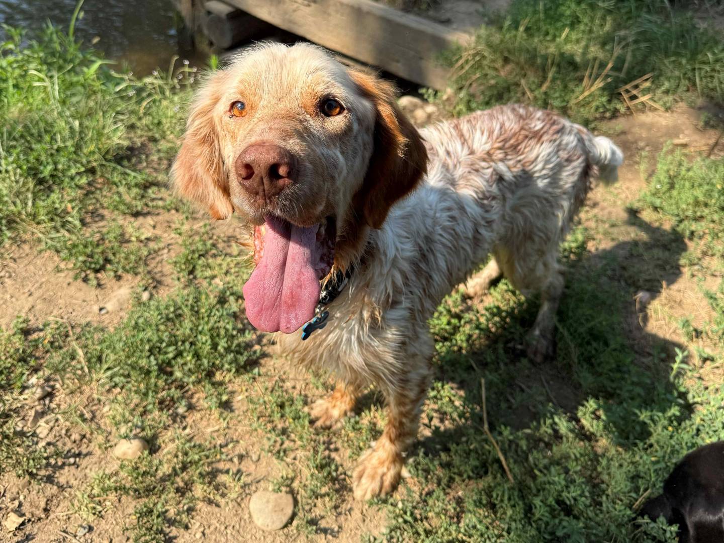Adotta un cane, maschio, 8 anni e 2 mesi, Milano