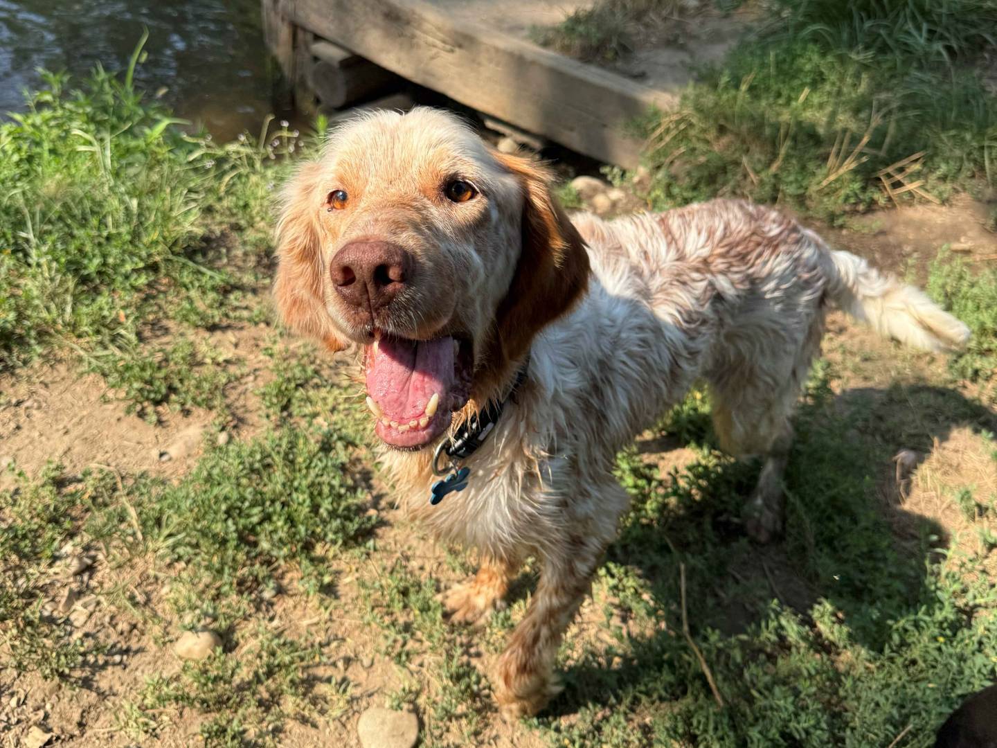 Adotta un cane, taglia media, maschio, Milano