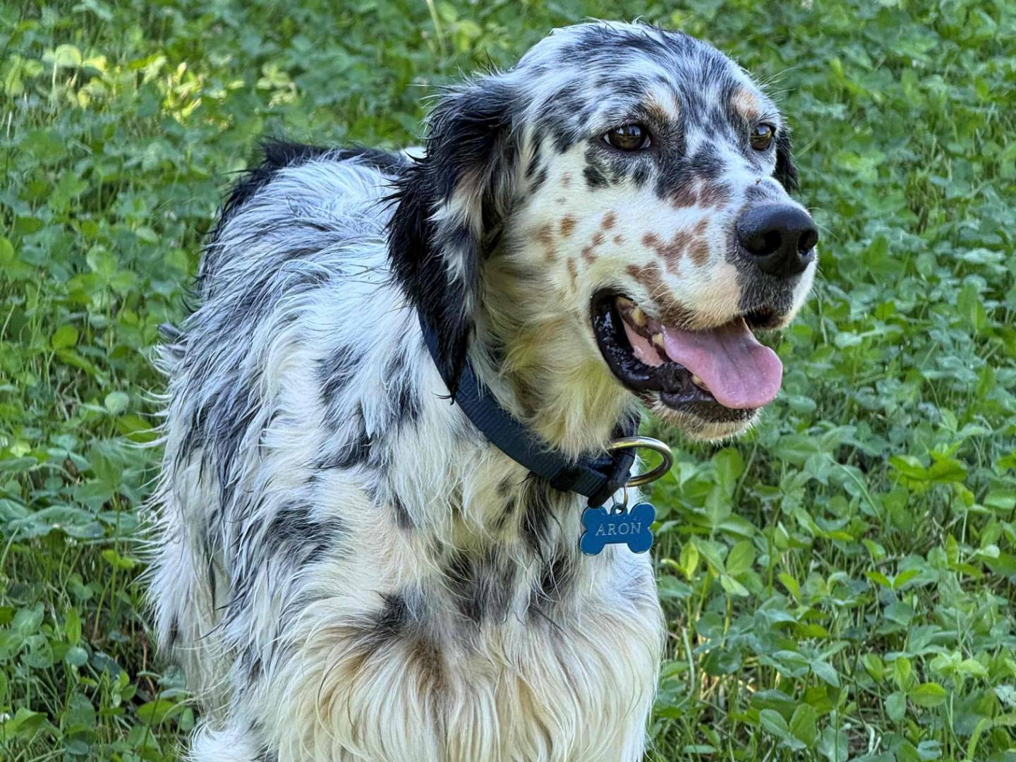Adozione cane, maschio, Setter Inglese Razza sconosciuta, 3 anni e 2 mesi, taglia media contenuta, Milano