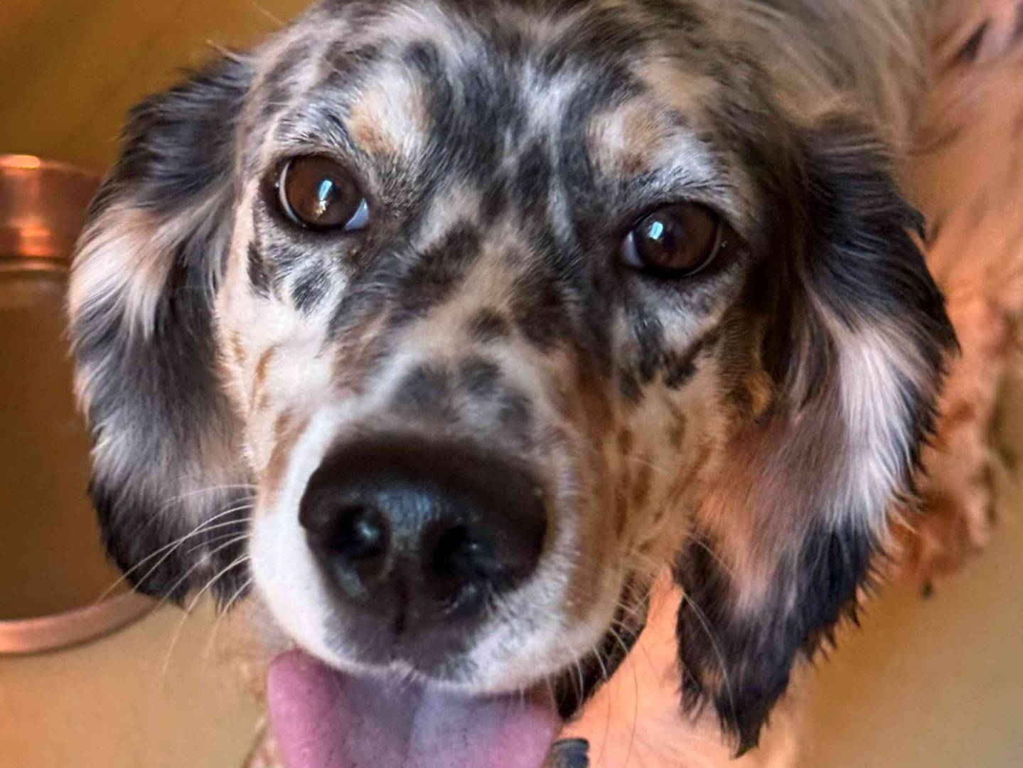 Adotta un cane, maschio, 3 anni e 2 mesi, Milano