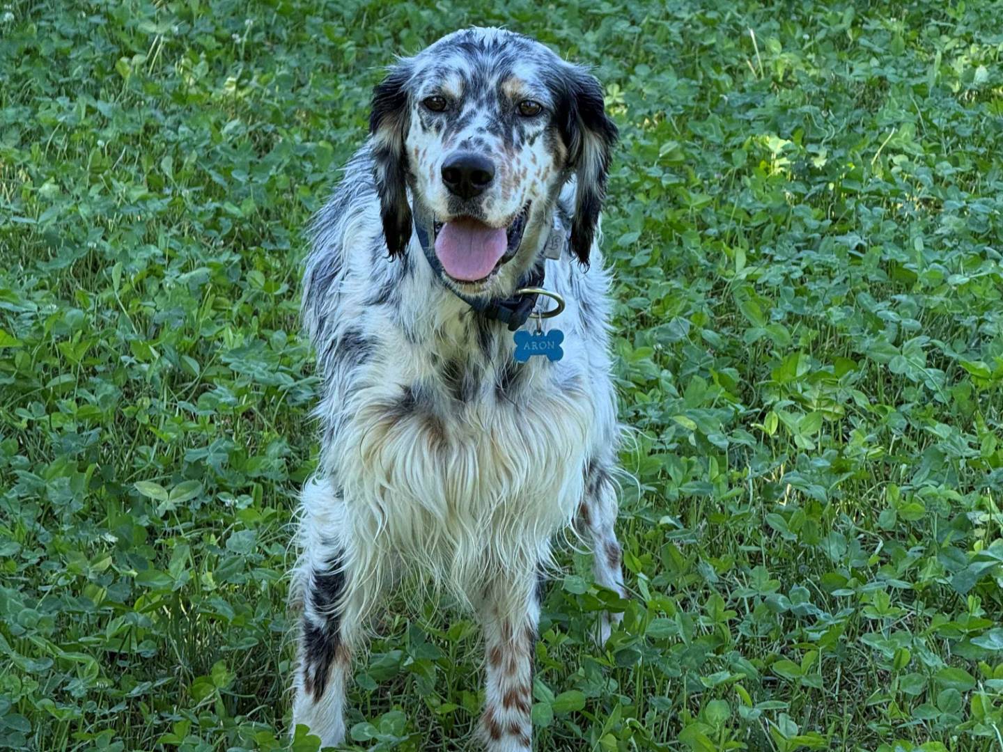 Adotta un cane, taglia media contenuta, maschio, Milano