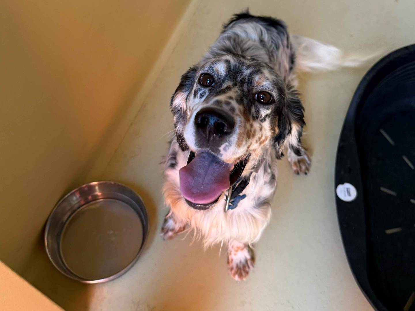 Vuoi adottare un cane a Milano?