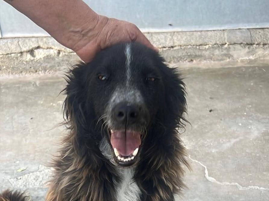 Adozione cane, maschio, Border Collie Razza sconosciuta, 1 anno, taglia media contenuta, Caltanissetta