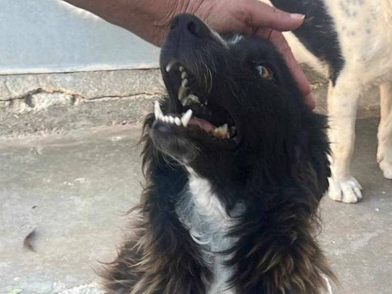 Adotta un cane, maschio, 1 anno, Caltanissetta