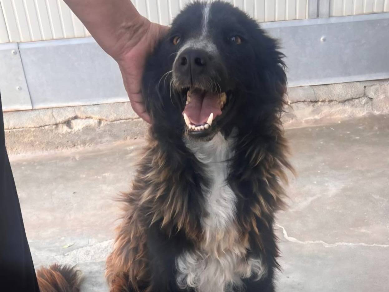 Adotta un cane, taglia media contenuta, maschio, Caltanissetta