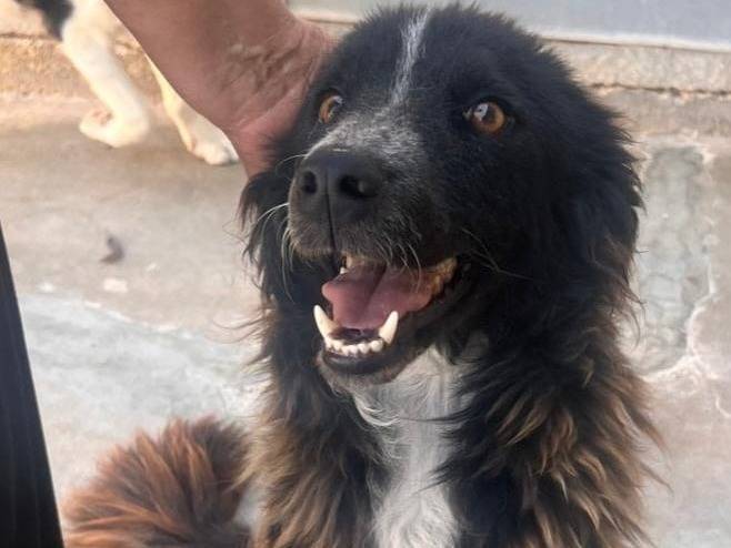 Vuoi adottare un cane a Caltanissetta?