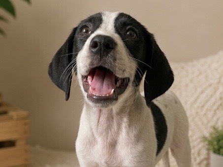 Adotta un cane, femmina, 4 mesi, Sud