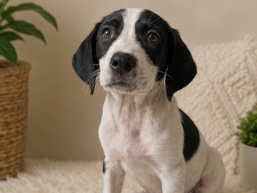 Adotta un cane, taglia media, femmina, Sud