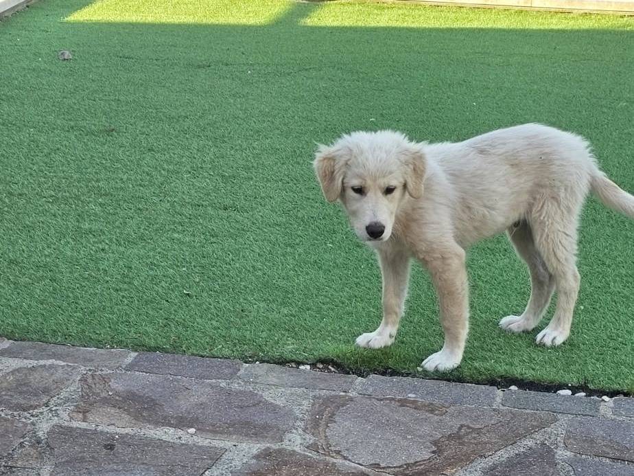 Adozione cane, maschio, Razza sconosciuta Razza sconosciuta, 4 mesi, taglia media, Avellino