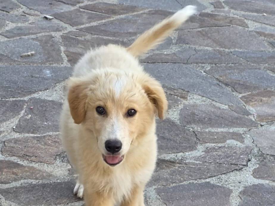 Adotta un cane, maschio, 4 mesi, Avellino