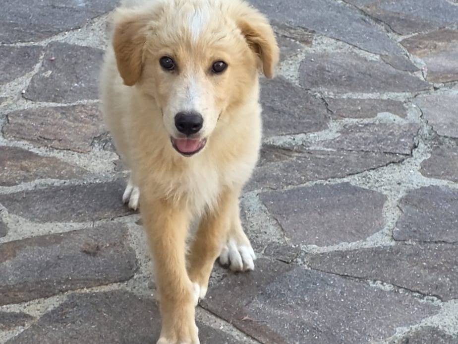 Adotta un cane, taglia media, maschio, Avellino