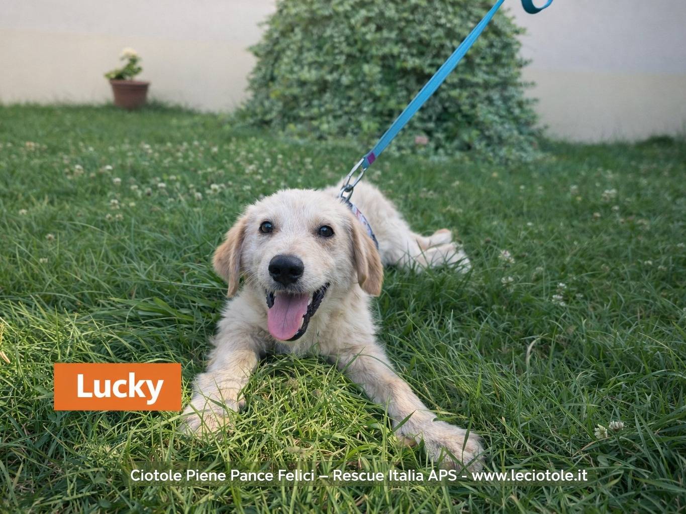 Adozione cane, maschio, Razza sconosciuta Razza sconosciuta, 3 mesi, taglia media, Avellino