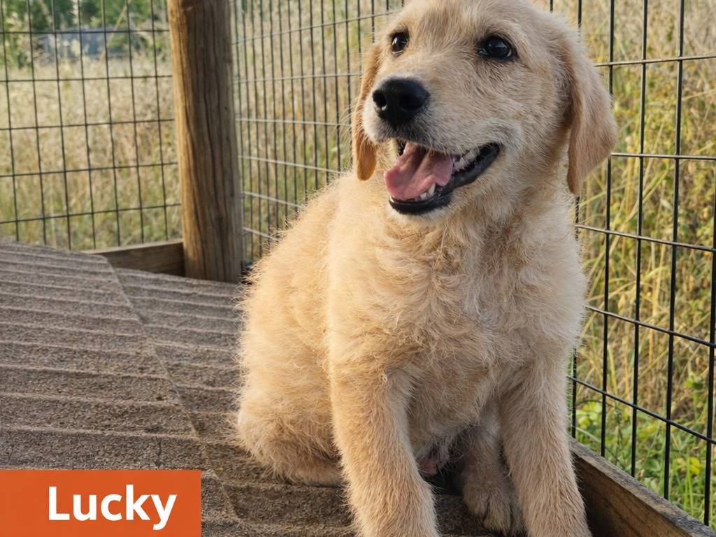 Adotta un cane, maschio, 3 mesi, Avellino
