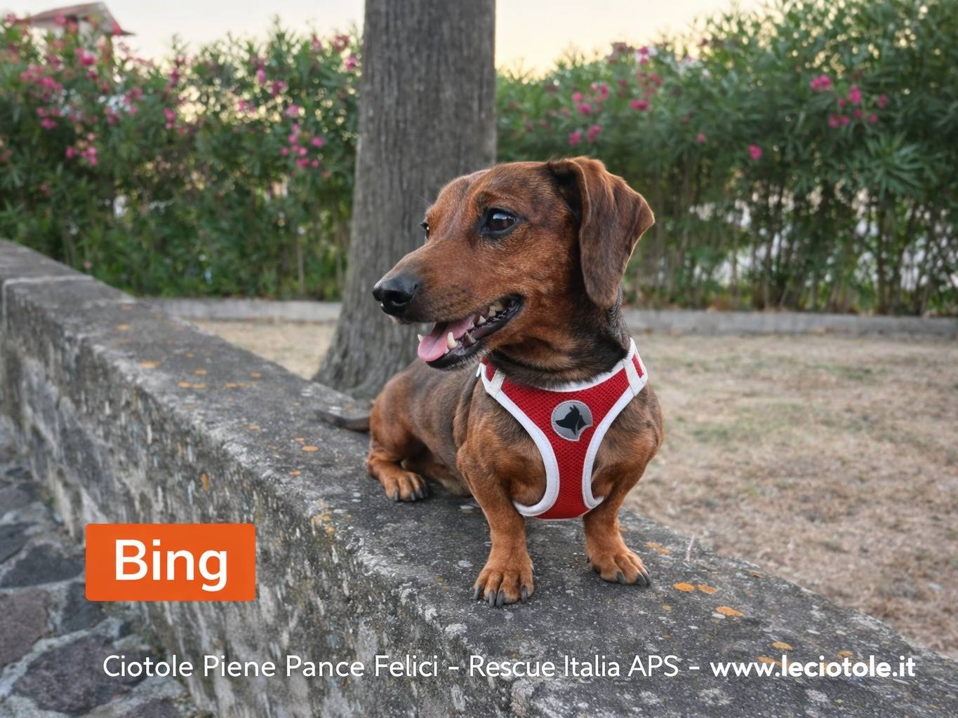 Adozione cane, maschio, Bassotto Razza sconosciuta, 4 anni, taglia piccola, Avellino