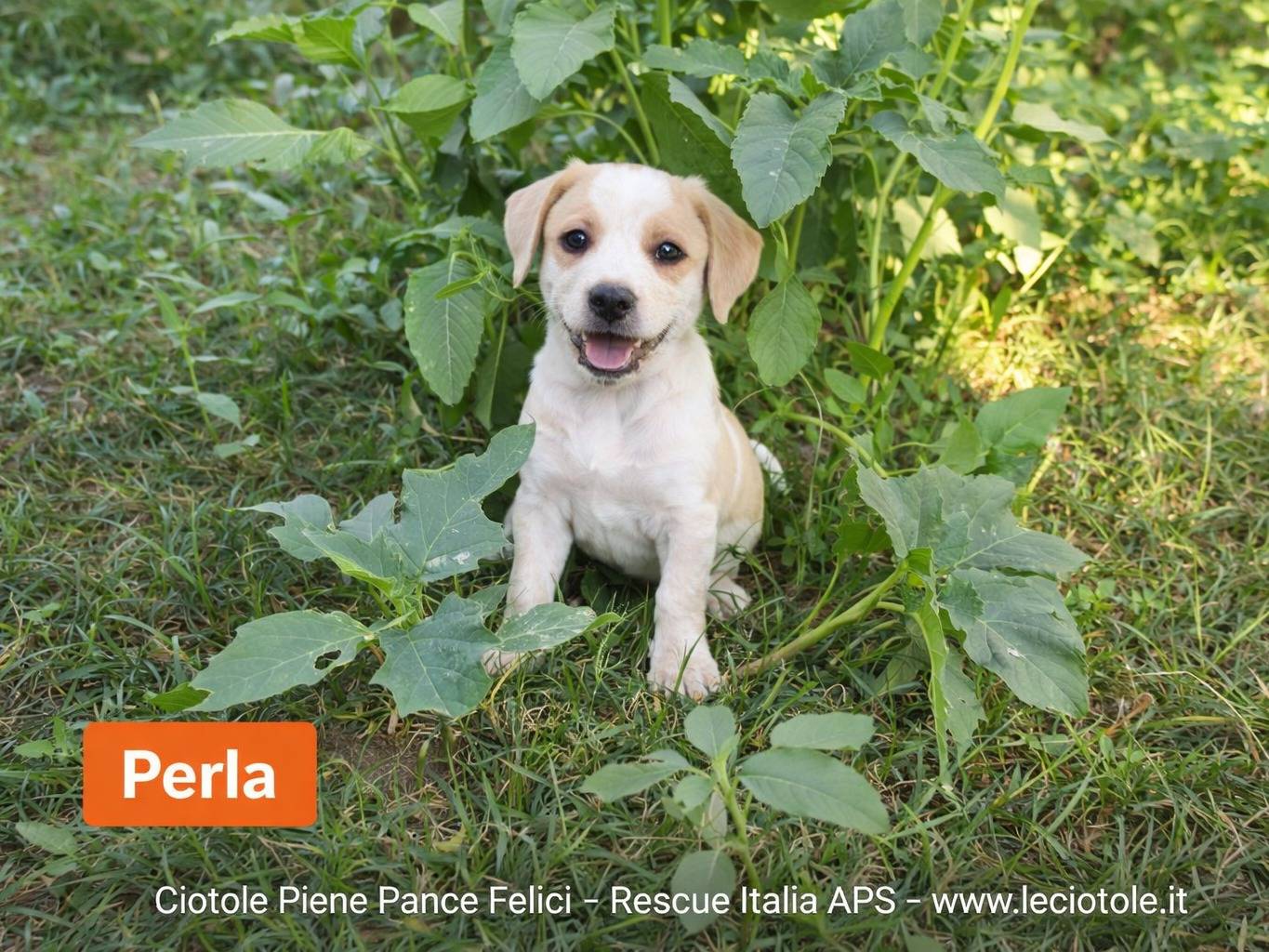 Adozione cane, femmina, Razza sconosciuta Razza sconosciuta, 2 mesi, taglia media, Avellino