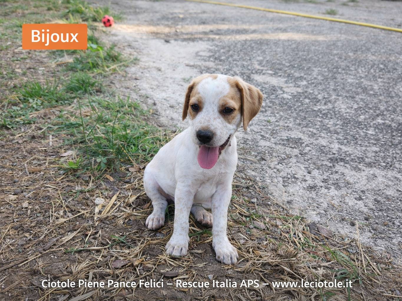 Adozione cane, maschio, Razza sconosciuta Razza sconosciuta, 2 mesi, taglia media, Avellino